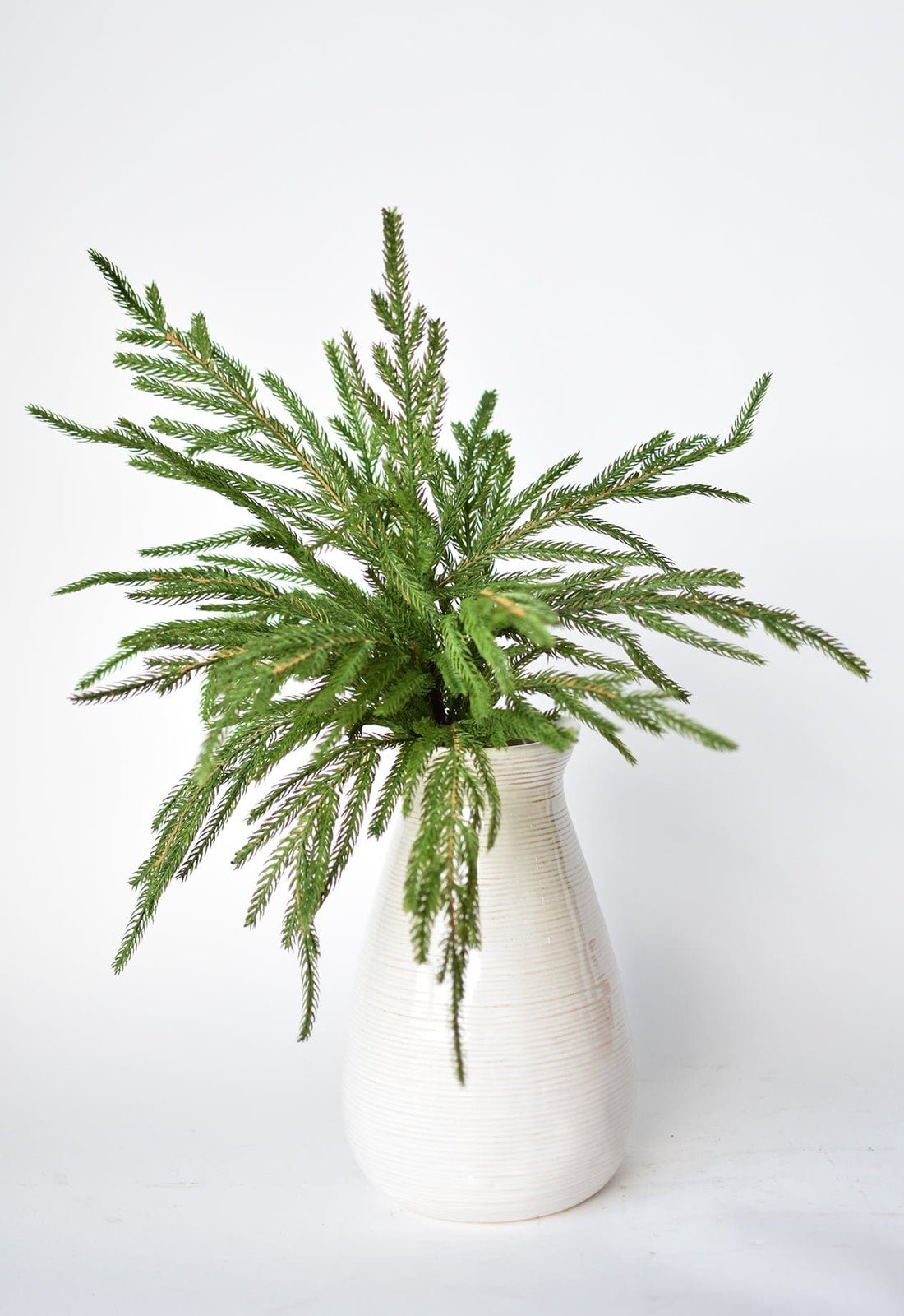 đVarhaisen Joulun Erikoistarjous 49 % đNorfolk Pine Branch