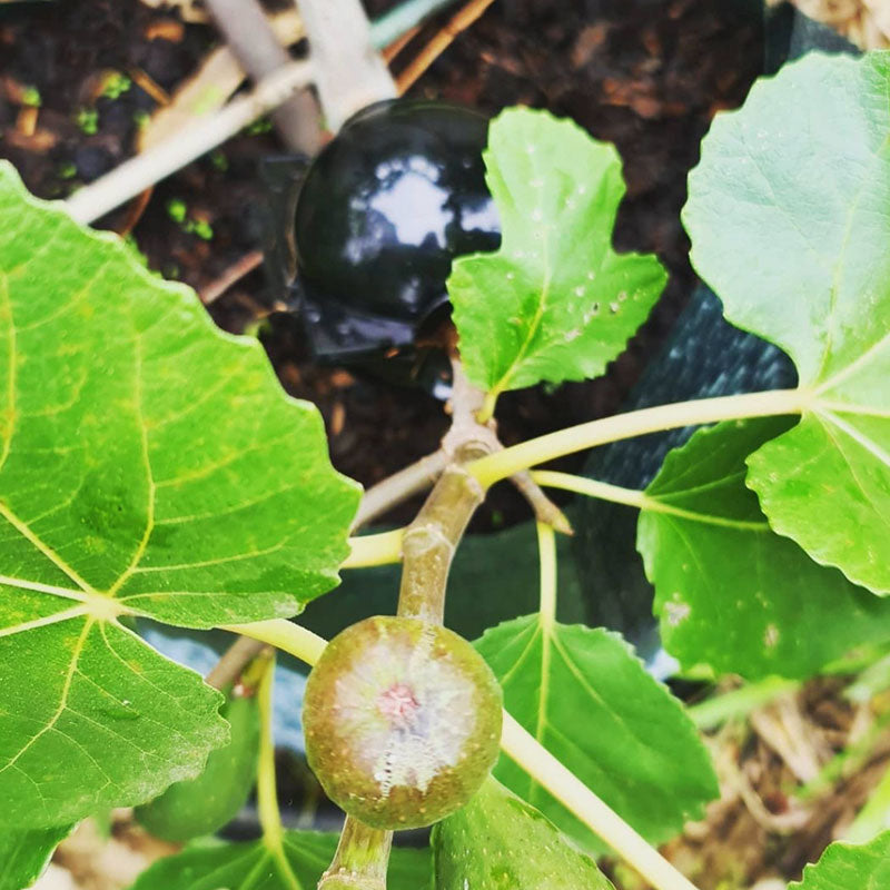 Juurruta kasvisi kuin ammattilainen Horticultulturi