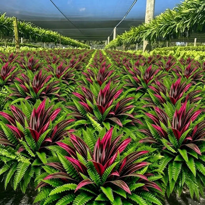 💥Sommertilbud🔥UV-resistente kunstige bregner & røde dracaena-planter – Fyldige, frodige & falmebestandige!