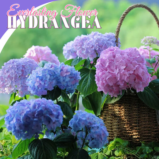 Ikuinen kukka Hortensia