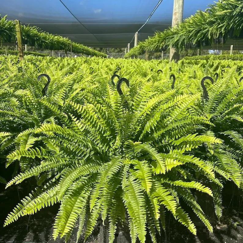 🌱 UV-resistent og virkelighedstro kunstig Boston-bregne