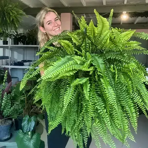 🌱 UV-resistent og virkelighedstro kunstig Boston-bregne