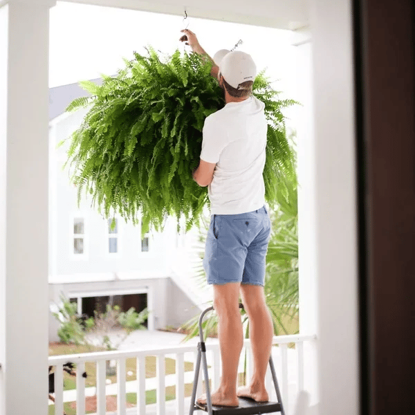 🌱 UV-resistent og virkelighedstro kunstig Boston-bregne
