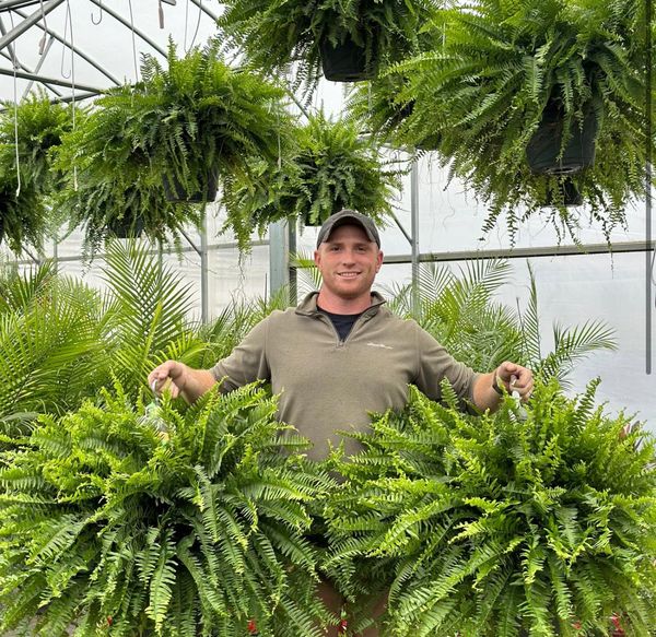 🌱 UV-resistent og virkelighedstro kunstig Boston-bregne